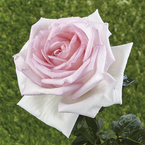 Rosier arbustif de parc