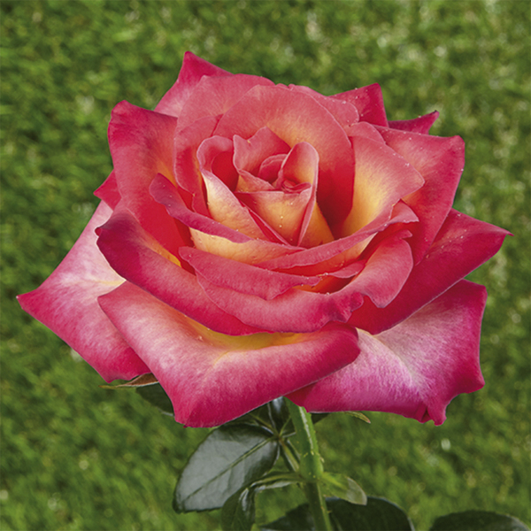 Rosiers miniatures (nains)