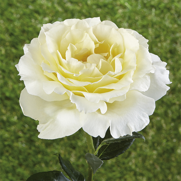 Rosiers couvre-sol